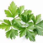 Parsley on a white background.