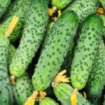 Cucumbers in bulk